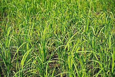 《家园3》首发不支持DLSS 3 支持FSR 2和DLSS 2